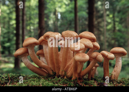 Miel foncé (champignon Armillaria ostoyae, Armllariella polymyces), sur le bois mort, Allemagne Banque D'Images