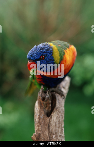 Lory arc-en-ciel (Trichoglossus haematodus), curieux lory Banque D'Images