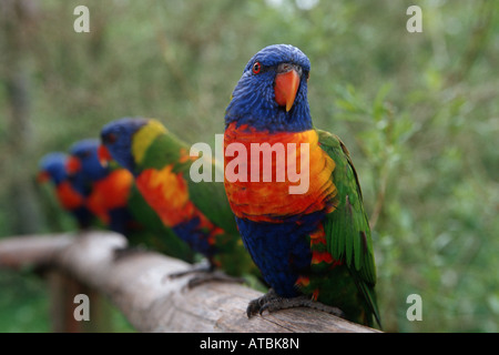 Lory arc-en-ciel (Trichoglossus haematodus), quatre loris Banque D'Images