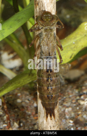 Brown, brown, Hawker aeshna grande libellule (Aeshna grandis), larve sous l'eau Banque D'Images