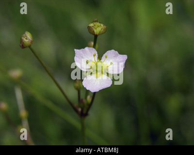 L'eau à feuilles étroites (Alisma lanceolatum), Blossom Banque D'Images
