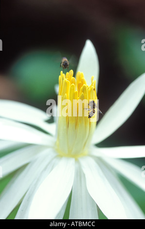 JRR72841 paire d'Abeilles domestiques la collecte du pollen de fleur de lotus blanc avec centre jaune à Amboli Sindhudurg Maharashtra Inde Banque D'Images