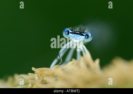 Coenagrion, commune de demoiselles azure (Coenagrion puella), portrait Banque D'Images