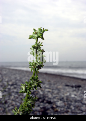 Arroches à feuilles (Atriplex littoralis), l'infructescence Banque D'Images