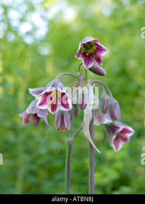 Miel sicilien lily (Allium siculum syn. Nectaroscordum siculum subsp. bulgaricum) Banque D'Images