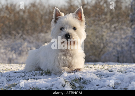 West Highland White Terrier (Canis lupus f. familiaris), 12 ans, femme Banque D'Images