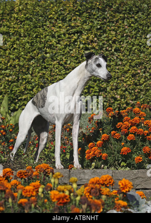 Whippet (Canis lupus f. familiaris), standin sur un mur entre les fleurs Banque D'Images