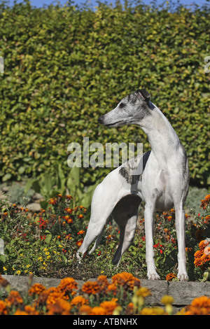 Whippet (Canis lupus f. familiaris), standin sur un mur entre les fleurs Banque D'Images