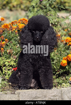 Caniche miniature (Canis lupus f. familiaris), individu noir assis sur un mur en face de fleurs Banque D'Images
