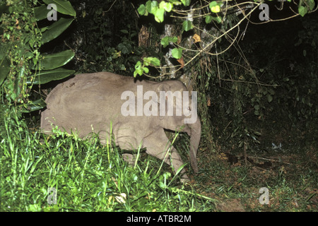 Bornes d'Éléphants nains borneensis (Elephas maximus), de nouvelles espèces découvertes, Malaisie, Bornéo, Sabah Banque D'Images