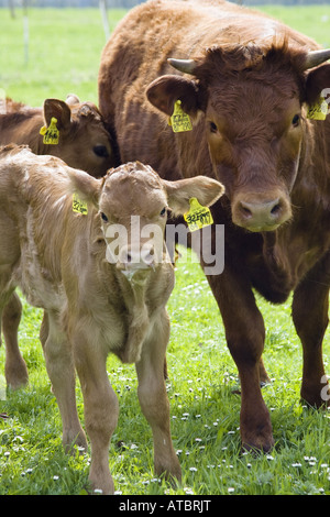 Bovins Angus (Bos primigenius f. taurus), vache et son veau, l'Allemagne, la Bavière Banque D'Images