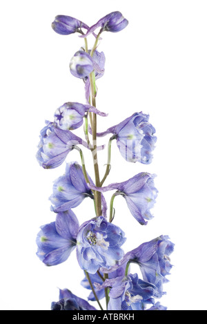 En fleur Delphinium Banque D'Images