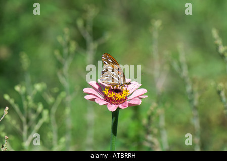 Papillon sur zinnia in field Banque D'Images