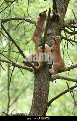 Le lynx eurasien (Lynx lynx), les jeunes jouant sur un arbre, Allemagne Banque D'Images