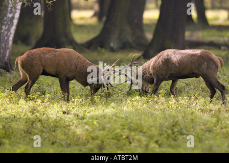 Red Deer (Cervus elaphus), deux cerfs, lutte contre l'Allemagne Banque D'Images