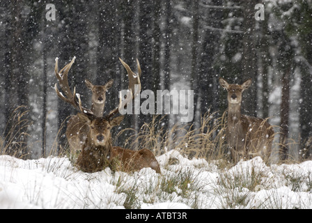 Red Deer (Cervus elaphus), dans la tempête, l'Allemagne, la Saxe Banque D'Images