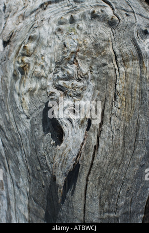 Noeud de tronc d'arbre, extreme close-up Banque D'Images