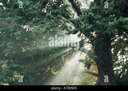 Rayons de soleil brillant à travers les branches d'arbres Banque D'Images