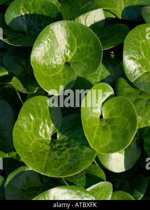 Le gingembre sauvage européenne (asarum europaeum) Banque D'Images