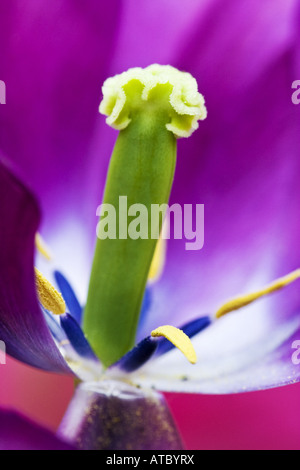 Jardin tulip Tulipa (spec.), les étamines avec ovaire, Pays-Bas, Pays Bas du Nord, Garten Banque D'Images
