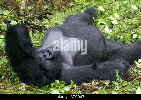 Un gorille de montagne au dos argenté dort dans le Parc de volcans, Rwanda, Afrique Centrale Banque D'Images