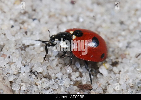 5-spot ladybird, ladybird fivespot, 5-spot coccinelle (Coccinella quinquepunctata), sur le sable Banque D'Images