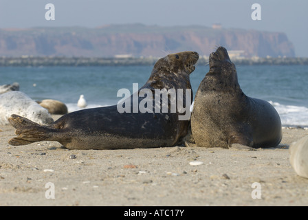 Phoque gris (Halichoerus grypus), deux taureaux de combat sur la plage, l'Allemagne, Schleswig-Holstein, Helgoland Banque D'Images