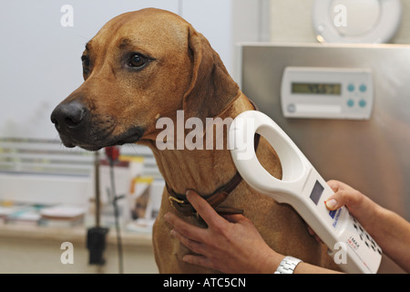 Le Rhodesian Ridgeback (Canis lupus f. familiaris), femme d'être vu avec un scanner Banque D'Images