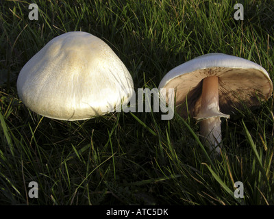 L'Agaricus arvensis (champignons), des organes de fructification Banque D'Images