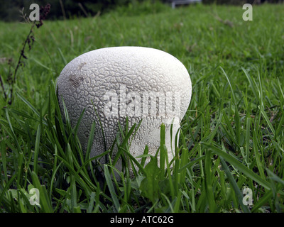 Domecap rose géant, puffball (Calvatia utriformis, Calvatia caelata), organe de fructification Banque D'Images