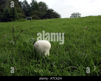 Domecap rose géant, puffball (Calvatia utriformis, Calvatia caelata), organe de fructification Banque D'Images