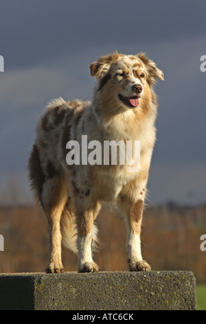 Berger Australien (Canis lupus f. familiaris), femme debout sur une pierre, Allemagne Banque D'Images