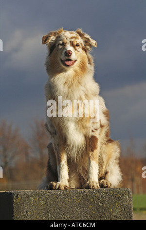 Berger Australien (Canis lupus f. familiaris), femme assise sur une pierre, Allemagne Banque D'Images