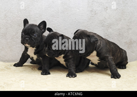 Bouledogue français (Canis lupus f. familiaris), trois semaine 5 petits vieux assis à côté de l'autre Banque D'Images