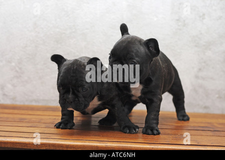 Bouledogue français (Canis lupus f. familiaris), deux petits vieux de 5 semaines l'un à côté de l'autre Banque D'Images