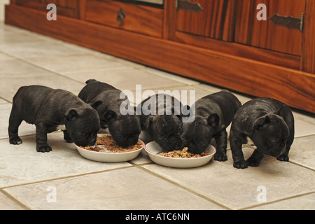 Bouledogue français (Canis lupus f. familiaris), cinq semaines d'alimentation 5 petits Banque D'Images