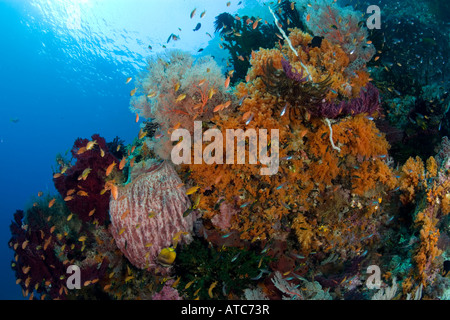 Filled with riche en crinoïdes et éponge baril Raja Ampat Irian Jaya en Papouasie occidentale de l'océan Pacifique l'Indonésie Banque D'Images