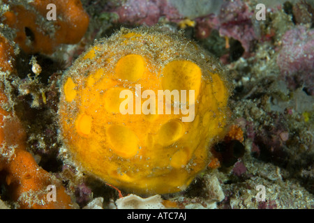 Eponge balle de golf sp Cinachyra Raja Ampat Irian Jaya en Papouasie occidentale de l'océan Pacifique l'Indonésie Banque D'Images