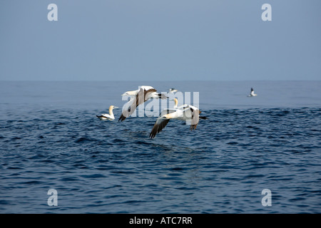 Cape de Bassan Sula capensis Transkei Afrique du Sud-est de la Côte sauvage de l'Océan Indien au Mozambique Banque D'Images