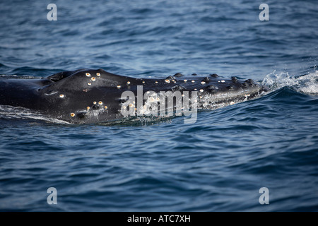 Surfacing baleine à bosse Megaptera novaeangliae côte sauvage de l'océan Indien Afrique du Sud-est du Transkei au Mozambique Banque D'Images