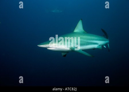 Blacktip shark Carcharhinus limbatus côte sauvage de l'océan Indien Afrique du Sud-est du Transkei au Mozambique Banque D'Images