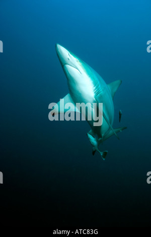 Blacktip shark Carcharhinus limbatus côte sauvage de l'océan Indien Afrique du Sud-est du Transkei au Mozambique Banque D'Images