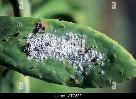 La Cochenille du cactus multiplie ses foyers : Cet insecte qui