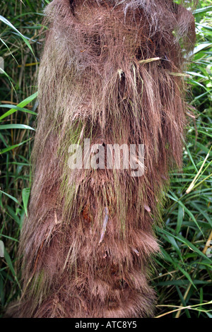 L'HORTICULTURE. TRACHYCARPUS FORTUNEI. CHUSAN FAN PALM. Banque D'Images