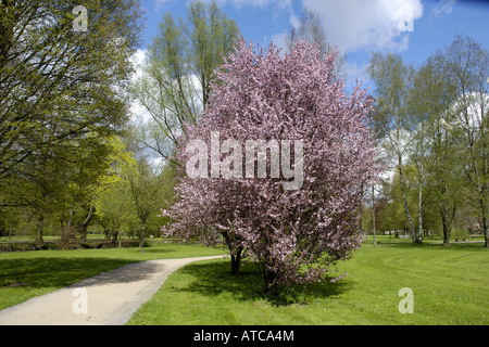 Cherry Plum, le Myrobolan prunier (Prunus cerasifera 'Nigra', Prunus cerasifera nigra), arbre de printemps en fleurs Banque D'Images