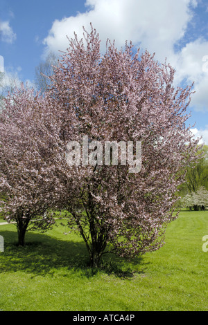 Cherry Plum, le Myrobolan prunier (Prunus cerasifera 'Nigra', Prunus cerasifera nigra), arbre de printemps en fleurs Banque D'Images