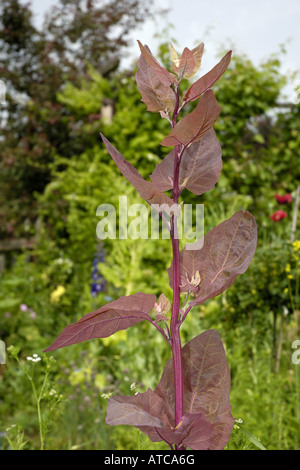 Jardin rouge orach, Red garden arrach, Red Mountain Épinards (Atriplex hortensis var. rubra), seule usine Banque D'Images