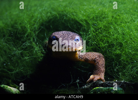 Triton Taricha torosa Californie émerge d'algues étang originaire de Santa Cruz Mountains California USA Banque D'Images