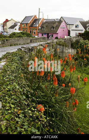 Lily torche hybride, red-hot (hybride de poker Kniphofia hybride), Doolun avec Stree Fisher, lys de la flamme, l'Irlande, Clarens, Doolin Banque D'Images