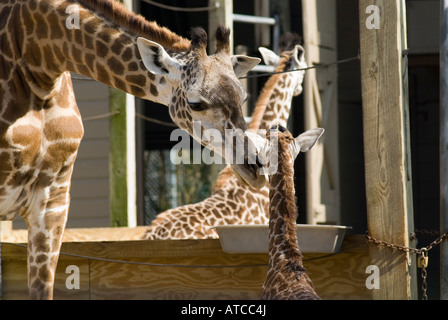 Jack le bébé girafe Masai est blottit par sa mère Tyra au Zoo de Houston Texas USA Jack est né le 25 janvier 2008 Banque D'Images